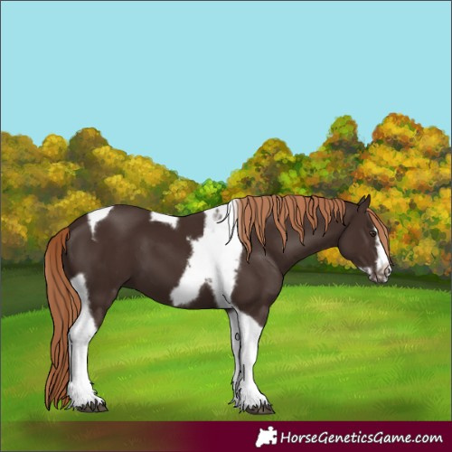 Horse Color:Liver Chestnut Tobiano Frame 