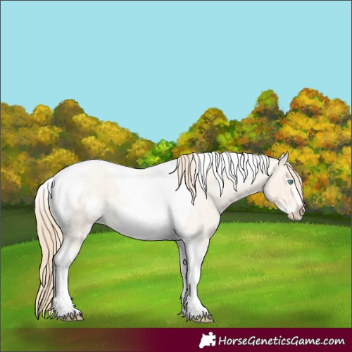 Horse Color:Perlino Roan Tobiano Frame 