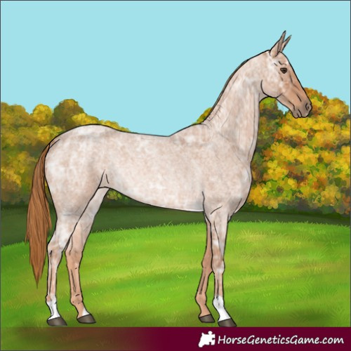 Horse Color:Red Ice Roan