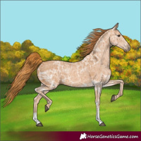 Horse Color:Chestnut Ice