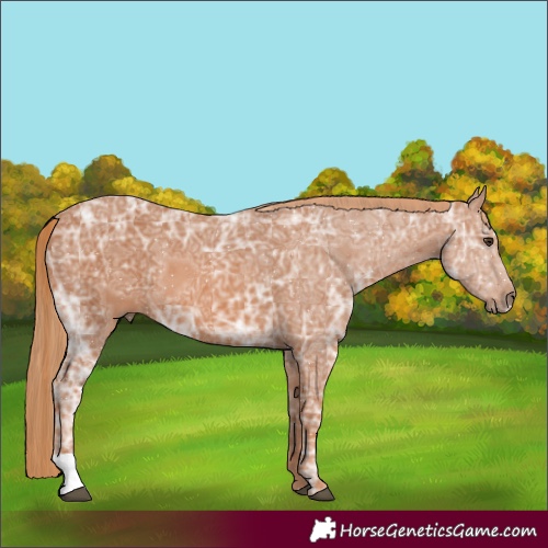 Horse Color:Chestnut Ice