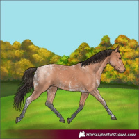 Horse Color:Bay Ice
