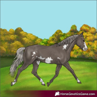 Horse Color:Silver Black Frame 