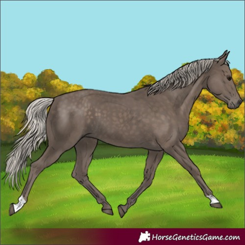 Horse Color:Silver Black 