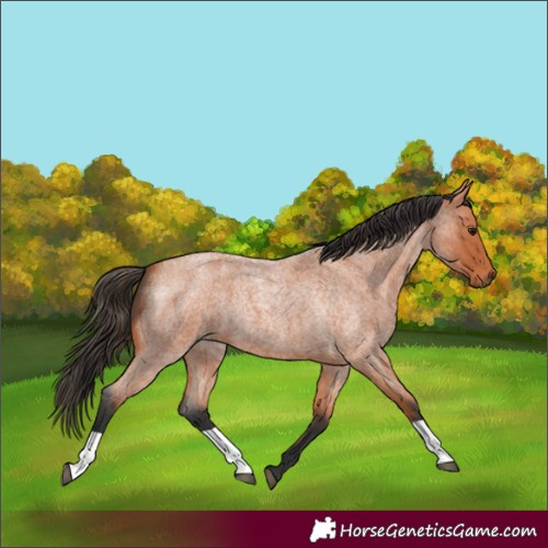 Horse Color:Bay Roan