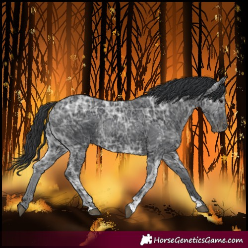 Horse Color:Black Ice