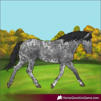 Horse Color:Black Ice 