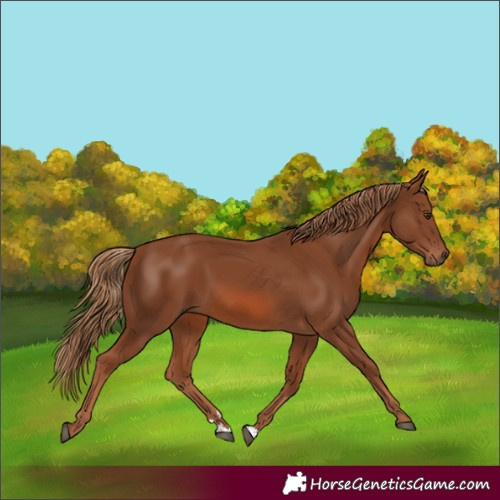 Horse Color:Chestnut 