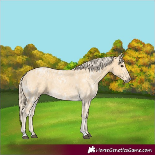 Horse Color:Palomino Ice