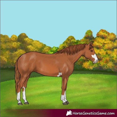Horse Color:Chestnut 