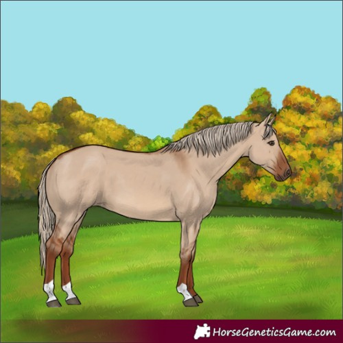 Horse Color:Red Dun