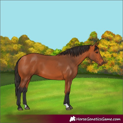 Horse Color:Bay 