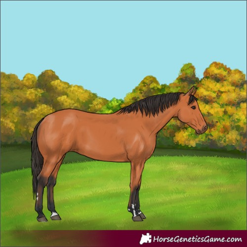 Horse Color:Bay 