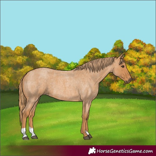 Horse Color:Red Roan