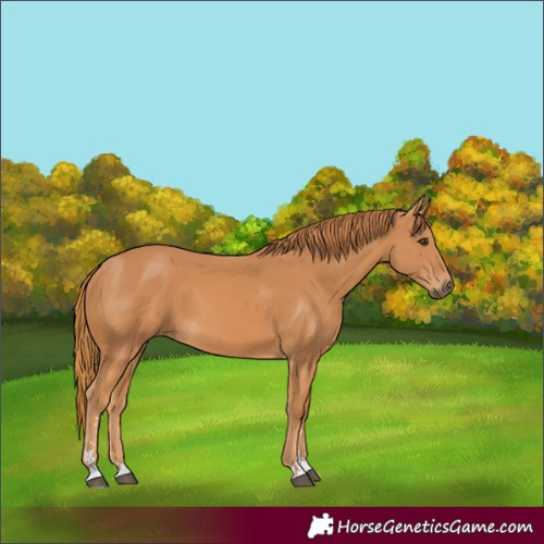 Horse Color:Chestnut 