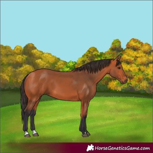 Horse Color:Bay 