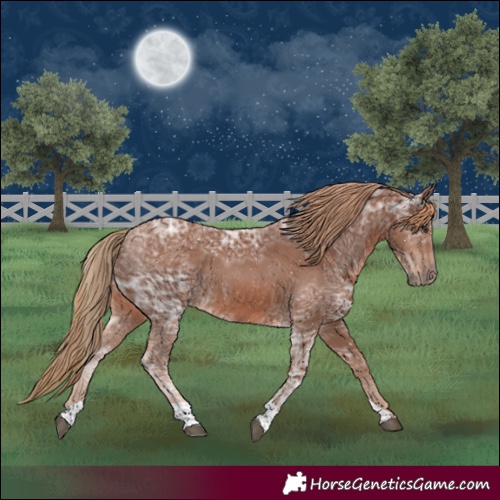 Horse Color:Chestnut Ice