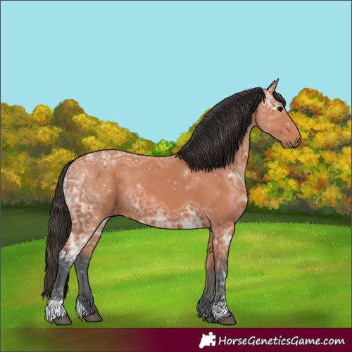Horse Color:Bay Ice