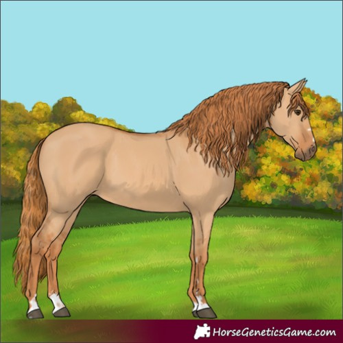 Horse Color:Red Dun