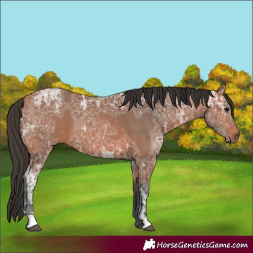 Horse Color:Bay Ice
