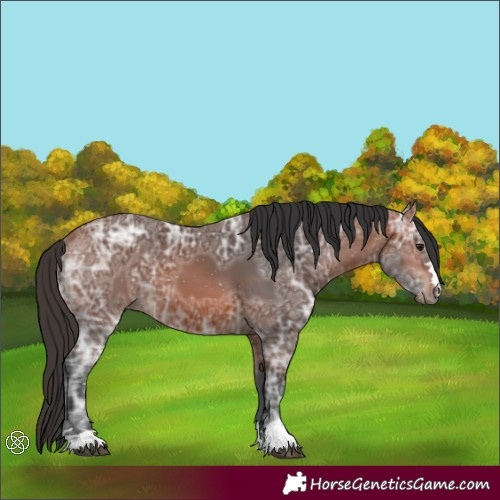 Horse Color:Bay Ice