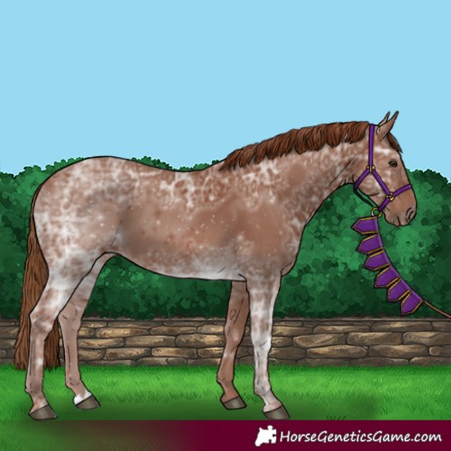 Horse Color:Chestnut Ice 