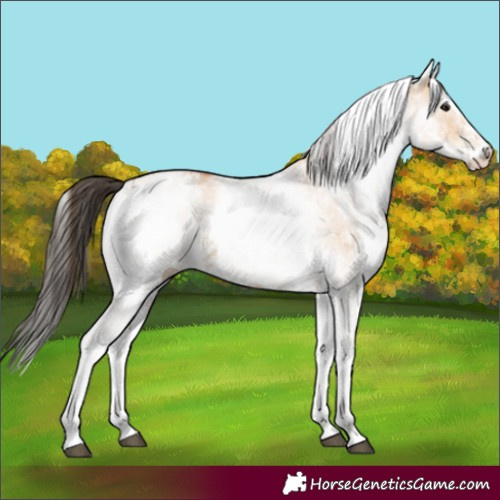 Horse Color:White Spotted Bay Dun Rabicano  and White Spotted Bay Dun Rabicano 