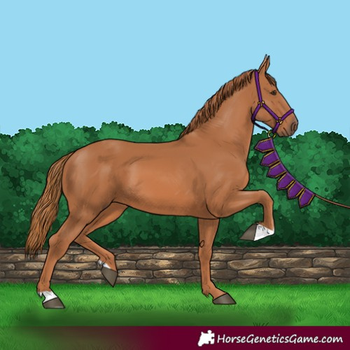 Horse Color:Chestnut 