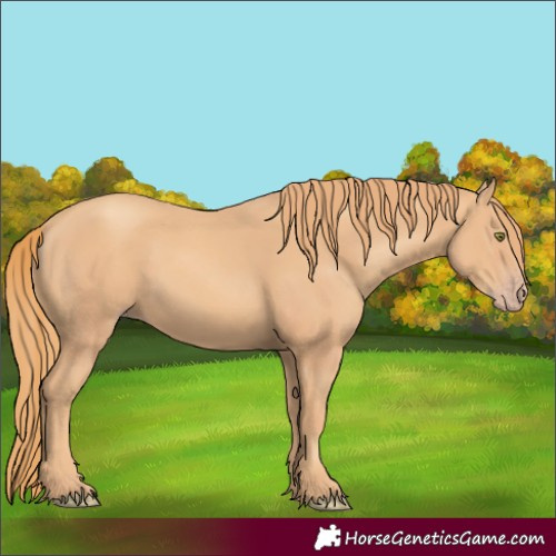 Horse Color:Gold Champagne
