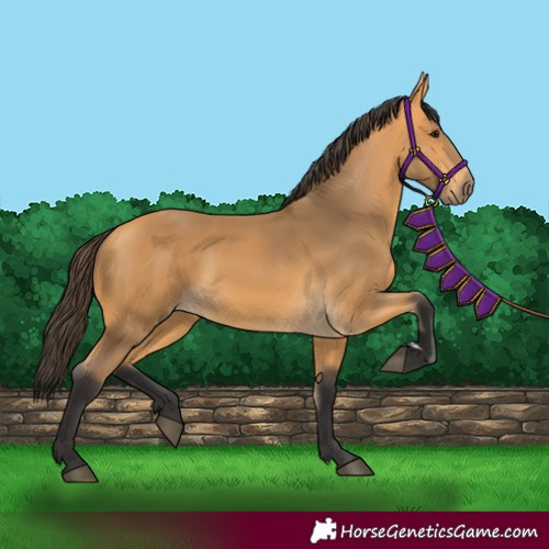 Horse Color:Buckskin