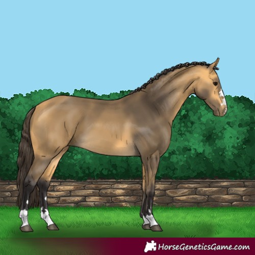 Horse Color:Buckskin
