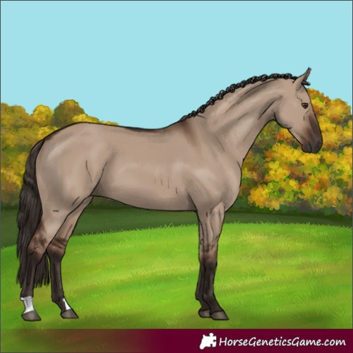 Horse Color:Liver Red Dun 