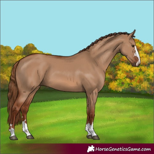 Horse Color:Red Dun