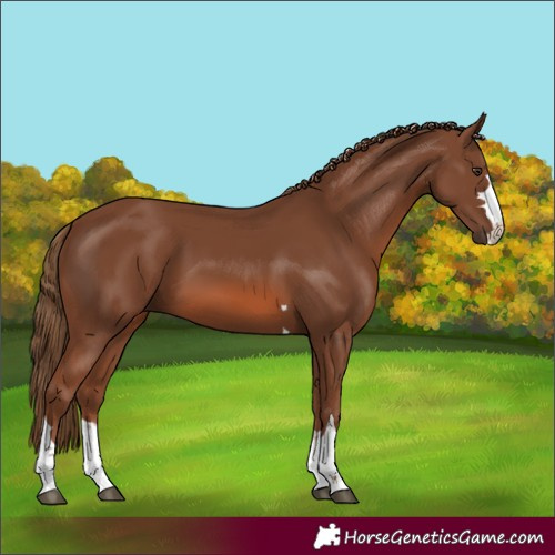 Horse Color:Chestnut 