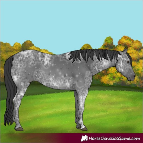 Horse Color:Black Ice 