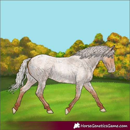 Horse Color:Silver Amber Champagne Roan Frame