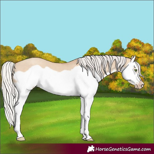 Horse Color:Silver Classic Champagne Dun Splash Frame