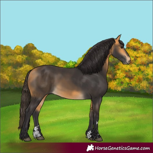 Horse Color:Buckskin 