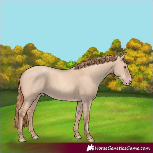 Horse Color:Gold Champagne Dun