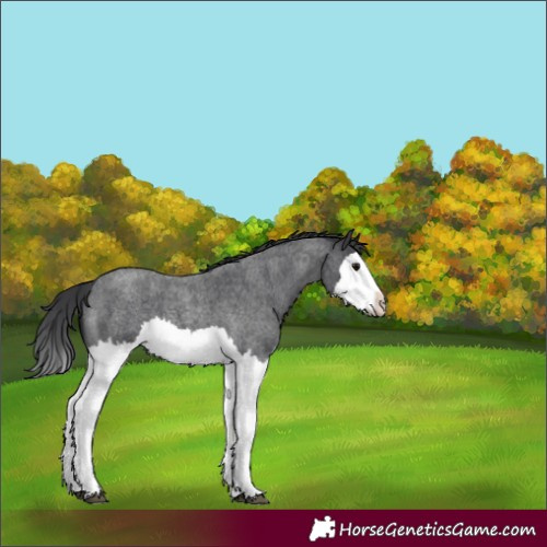 Horse Color:Blue Roan Splash 