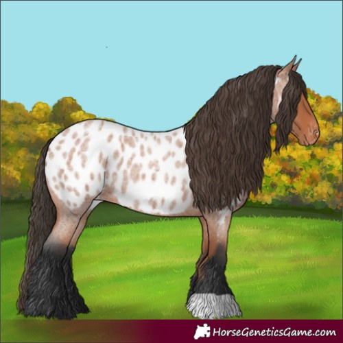 Horse Color:Bay Roan Near Leopard 