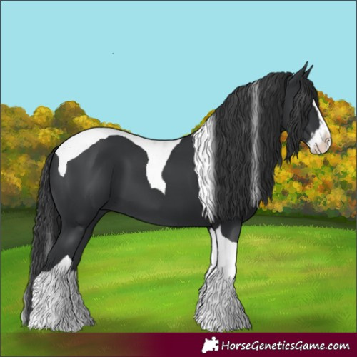 Horse Color:Black Splash Tobiano
