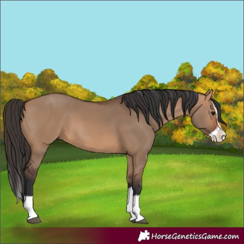 Horse Color:Bay Dun Splash