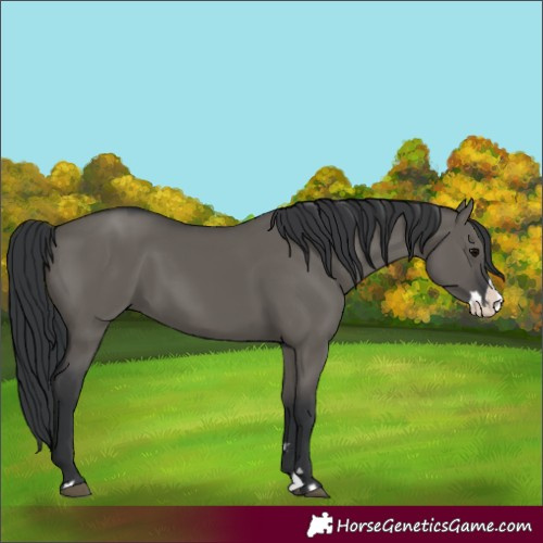 Horse Color:Grullo Splash
