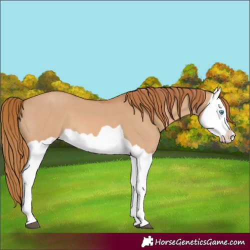 Horse Color:Red Dun Splash 