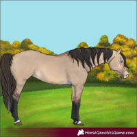 Horse Color:Bay Dun Splash