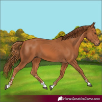 Horse Color:Chestnut 