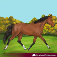 Horse Color:Bay 