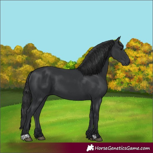 Horse Color:Unknown 