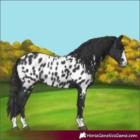 Horse Color:Black Appaloosa